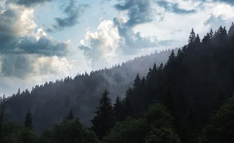 Fir trees on a mountain against the backdrop of a foggy forest. Stock Photos