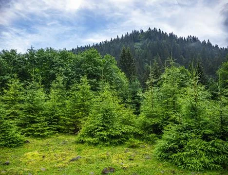Fir trees on a mountain against the backdrop of a foggy forest. Stock Photos