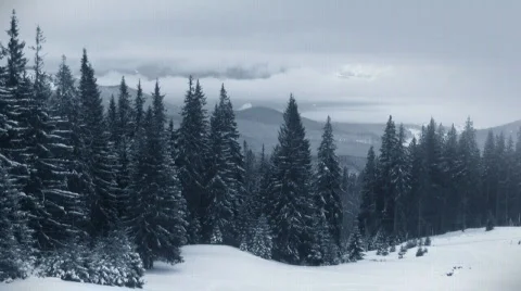 Fir trees in the mountains Video stock 651457