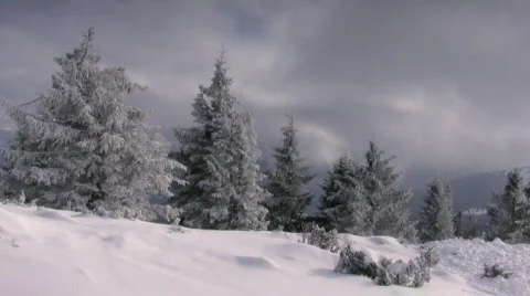 Fir trees in the mountains Video stock 654345