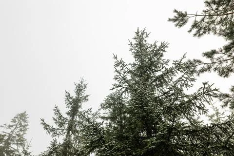 Fir trees in the mountains in winter time Stock Photos