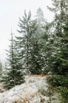 Fir trees in the mountains in winter time Stock Photos