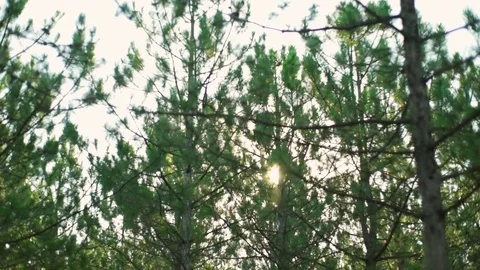 Fir trees nature forest sunny sunset rapid slow motion Video stock 78234533