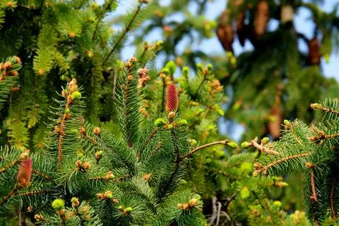 Fir trees, Needles, Cones image (1) Stock Photos
