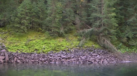 Fir trees over the lake Video stock 990336