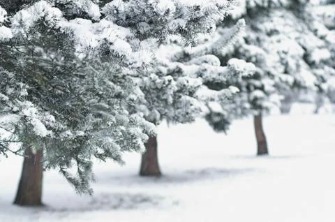 Fir trees Stock Photos
