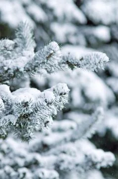 Fir trees Stock Photos