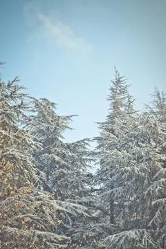 Fir trees Foto stock