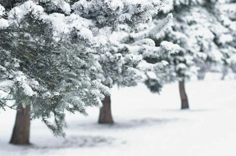 Fir Trees Stock Photos