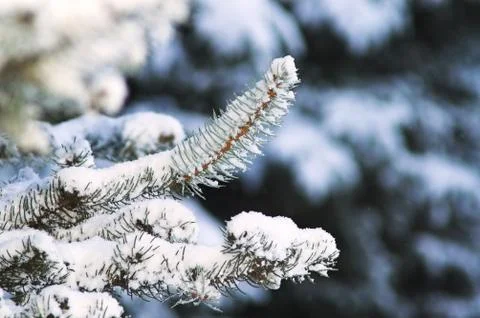 Fir Trees Stock Photos