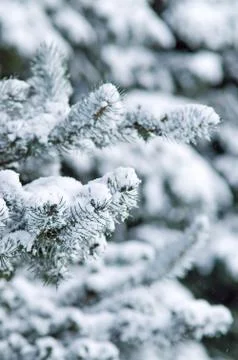 Fir Trees Stock Photos