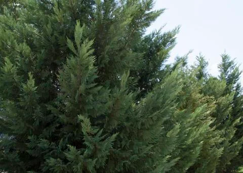Fir Trees Stock Photos