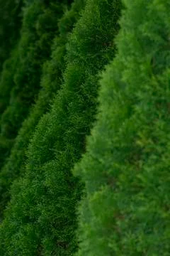 Fir trees Stock Photos