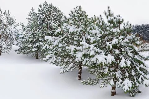 Fir Trees Stock Photos