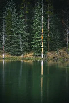 Fir trees reflected in the lake, Canada Stock Photos