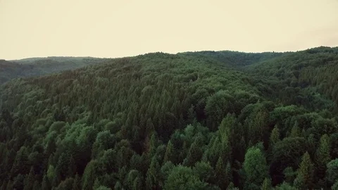 Fir trees rocks nature shooting from quadropress tustan Video stock 82232276