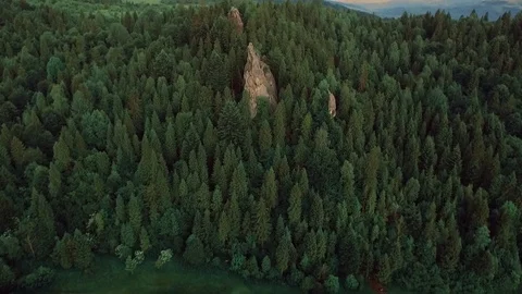 Fir trees rocks nature shooting from quadropress tustan Video stock 82232285