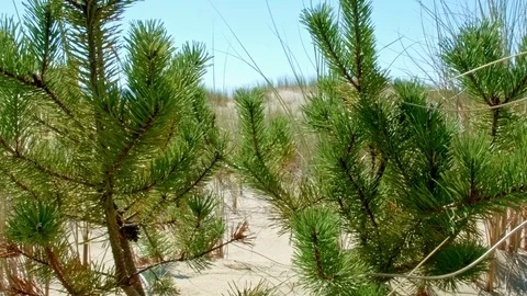 Fir trees in sand dunes Oregon Coast Oregon 39 Stock Footage 81683416