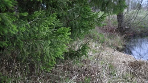 Fir trees on the shore of a small pond Stock Footage 153851812
