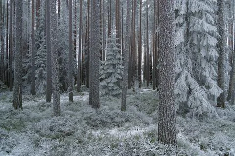Fir trees in silent pine forest in frosty white haze of frozen forest in winter Stock-Fotos