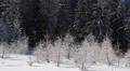Fir Trees Snow Covered Capped Hoarfrost Frosted Forest Conifer Branches Twigs HD Footage