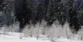 Fir Trees Snow Covered Capped Hoarfrost Frosted Forest Conifer Branches Twigs 4k or 4k+ Resolution