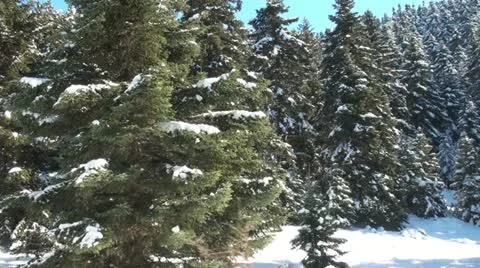 Fir trees with snow Stock Footage 21319031