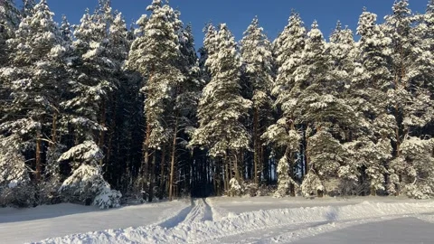 Fir trees in the snow Video stock 226951402
