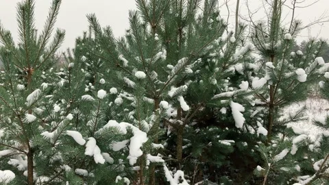 Fir trees in the snow. Nursery of young trees grown for the new year. 動画素材 223086247