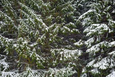 Fir trees in the snow Stock Photos