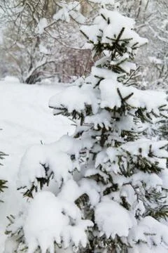 Fir-trees in snow Stock Photos