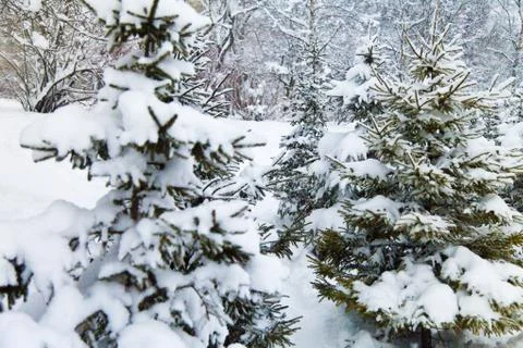 Fir-trees in snow Stock Photos