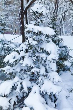 Fir-trees in snow Stock Photos