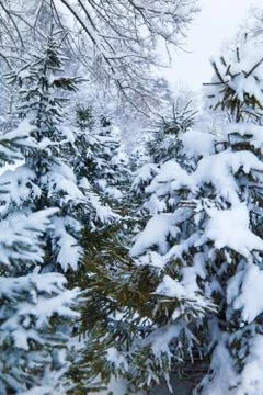 Fir-trees in snow Stock Photos