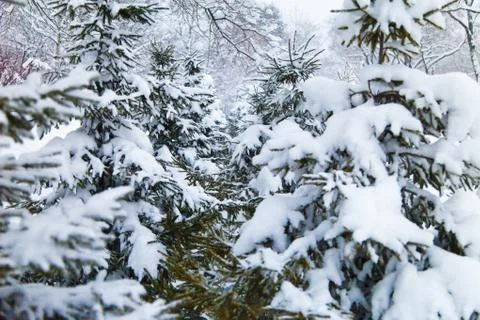 Fir-trees in snow Stock Photos