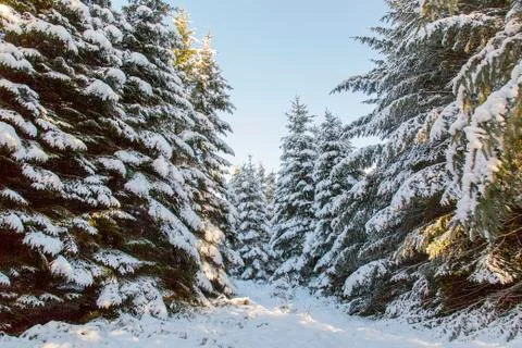 Fir Trees with Snow Stock Photos