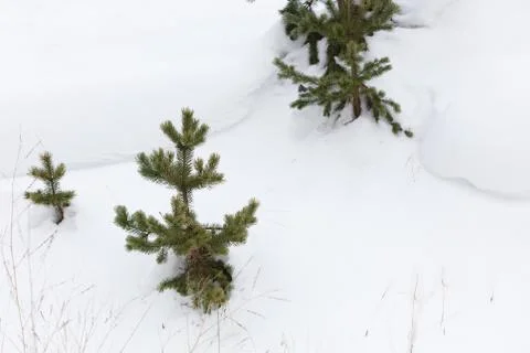 Fir trees in the snow Stock Photos