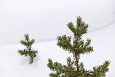 Fir trees in the snow Stock Photos