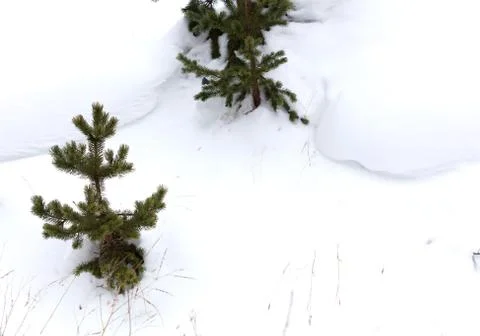 Fir trees in the snow Stock Photos