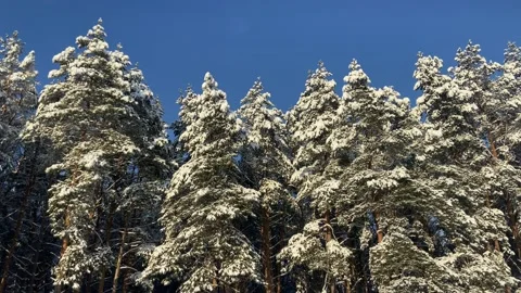 Fir trees in the snow(1). Stock Footage 226951279