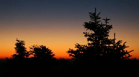 Fir trees in the sunset Stock Footage 20619888