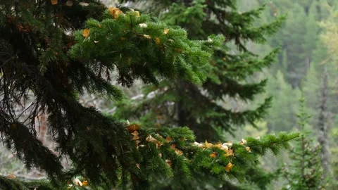 The fir trees sway in the wind on a cloudy autumn day. Stock Footage 295702545
