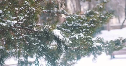 Fir trees sway in the wind during a heavy snowstorm Stock Footage 195842676