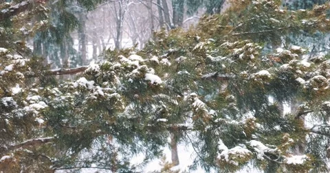 Fir trees sway in the wind during a heavy snowstorm. Concept of bad weather Stock Footage 195847717