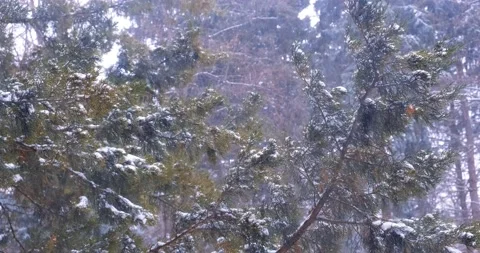 Fir trees sway in the wind during a heavy snowstorm Stock Footage 195849654