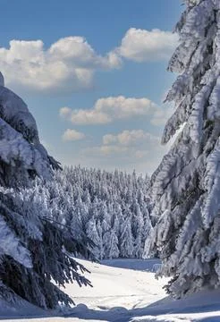 Fir trees under the blue sky Stock Photos