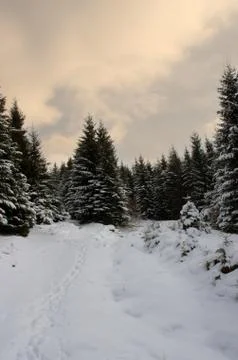 Fir trees under the snow. Mountain forest in winter. Stock Photos