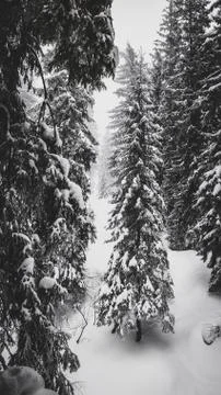 Fir trees under the snow in mountain forest in winter. Stock Photos