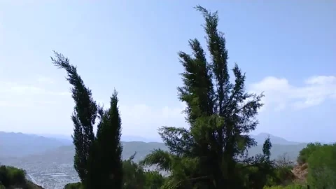 Fir trees windy shot Stock Footage 266279189