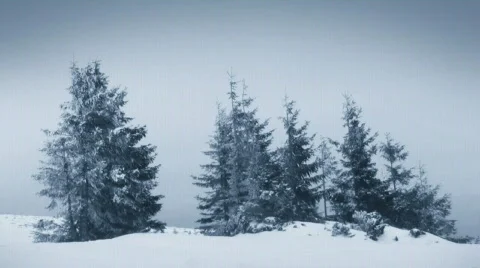 Fir trees in  winter, HD Video stock 672997